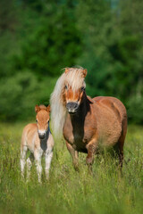 Shetland breed pony mare with a foal in the field in summer