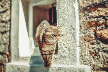Beautiful cat in old window.