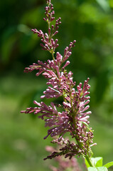 Syringa vulgaris or lilac