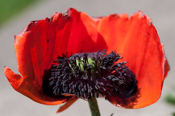 poppy blossom with lost petals revealing stamens and anthers and seed head