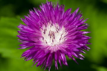 purple or violet flower with white center close up (aster)