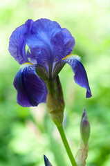 blue-purple iris flower