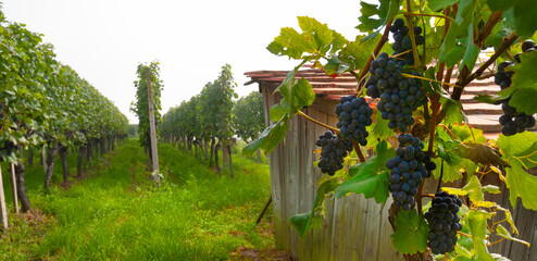 Weinberge Reben Rebhaus