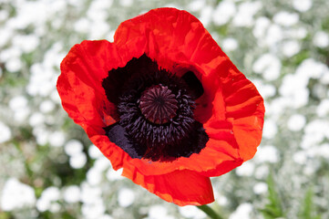poppy blossom viewed from above and photographed against a patterned background