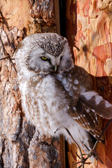 sleeping boreal owl in the sunshine