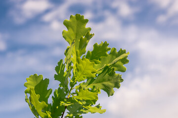 Fototapeta na wymiar Young oak leaves against a blue sky.