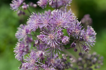 violet flowers in the garden