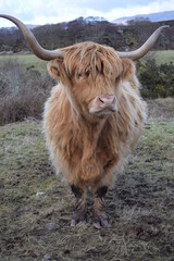 Highland Cow
