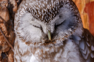 sleeping boreal owl in the sunshine