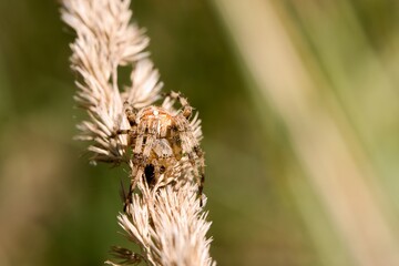 Crusader spider crawling on dry grass. Series of photos. Macro.