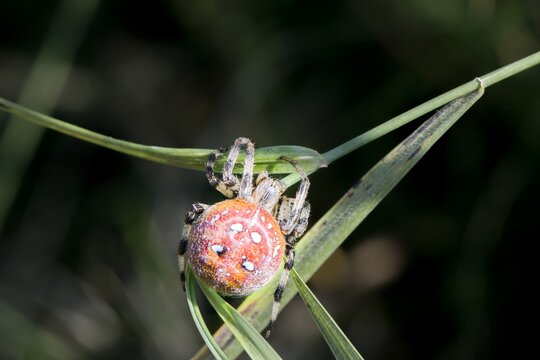 Spider (Four spot orb-weaver - Araneus quadratus) while working on a net. Macro.