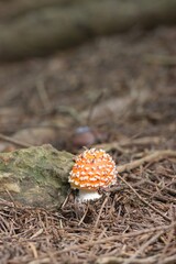 Set of photos of young red toadstools in the forest. Close up.