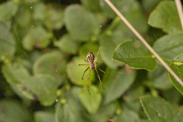 Little spider sitting in its web. Green background, bokeh, macro.