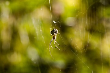 Little spider sitting in its web. Green background, bokeh, macro.