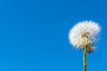 White fluffy dandelion against a blue sky.