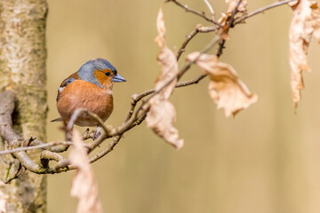 Chaffinch (Fringilla coelebs)