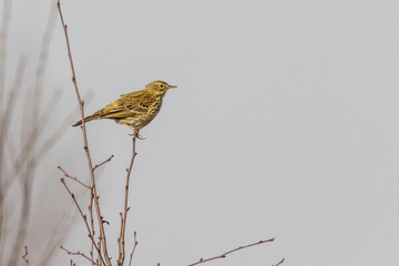 Skylark (Alauda arvensis)
