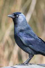 Jackdaw (Corvus monedula)