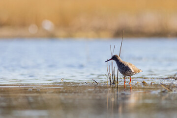 Redshank (Tringa totanus)
