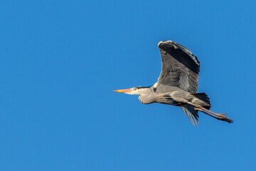 Grey heron (Ardea cinerea)