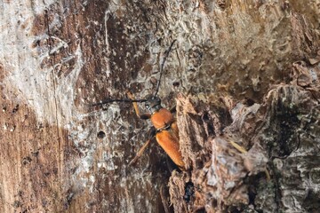 A series of images of a beetle (Stictoleptura rubra) crawling on a dry tree trunk. Macro.