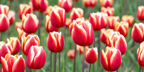 Fototapeta premium Red tulips in spring. Lots of beautiful flowers and fresh tulips in the garden. Horizontal image.