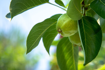 The pear ripens on a branch with leaves.