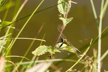 Green glossy dragonfly sitting on a nettle stem. Side view. Macro.