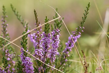 Flowering heather on the autumn meadow, Close up. Bokeh.
