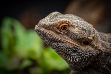 close up of a lizard