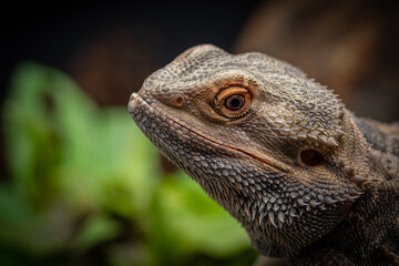 close up of iguana