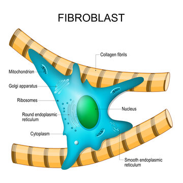fibroblast anatomy. structure of cell