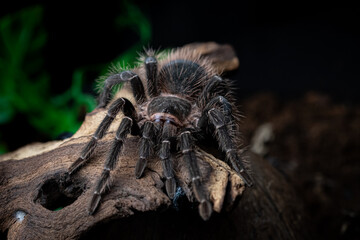  tarantula