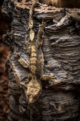 Fototapeta na wymiar lizard on a tree