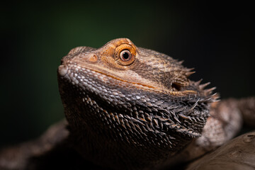 bearded dragon lizard
