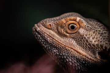 bearded dragon lizard