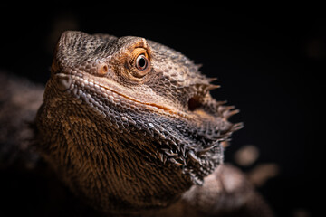 bearded dragon head