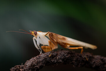 Orchid mantis