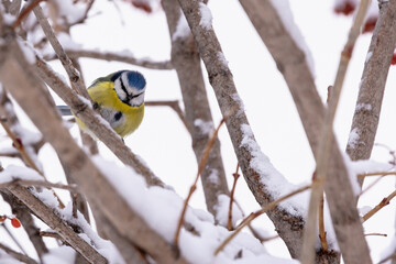 Yellow bird on a winter tree.