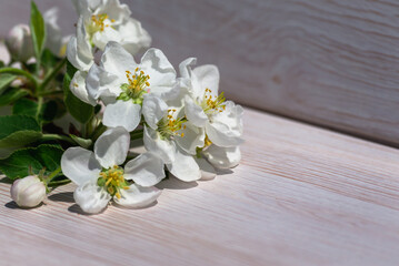 Fototapeta premium Flowers on the branches of an apple tree.