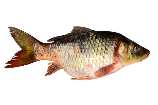 common carp fish isolated on the white background.