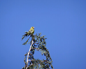 A finch chloris who have large conical bills and large yellow patches on wing feathers. In the subfamily of carduelinae. Bird shooted with clear blue sky background. 5x4 photography