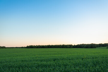 Fototapeta premium Beautiful sunset over a green field and with trees.