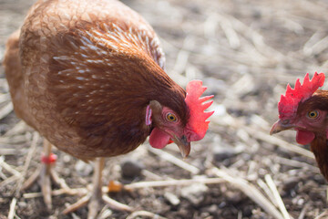 茶色いニワトリの横顔