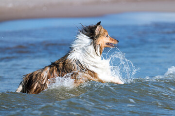 Sable and white herding shetland sheepdog dog swimming in the sea and making water splashes. Water...