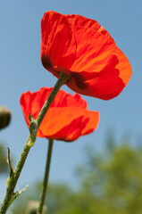 Obraz premium orange flowers on a blue sky