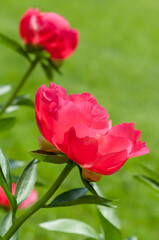 Fototapeta premium two hot pink peony blossoms on a bokeh background