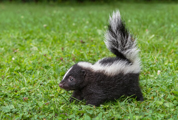 Striped Skunk (Mephitis mephitis) Kit Stomps Feet Summer