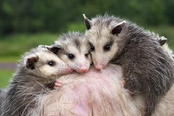 Three Virginia Opossum Joeys (Didelphis virginiana) Together Summer