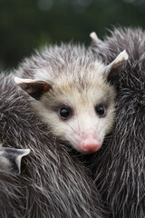 Virginia Opossum Joey (Didelphis virginiana) Wedged Between Siblings on Adults Back Summer